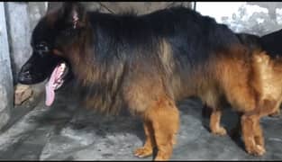 Gsd long coat male available for stud