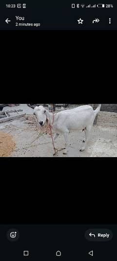 Doodh dene wali bakri