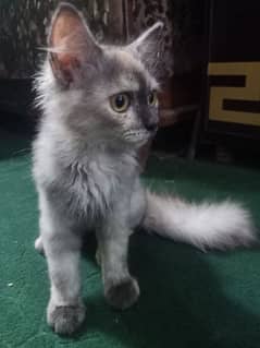 Persion kitten triple coated active and healthy