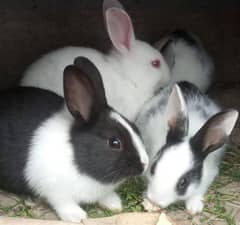 rabbit babies and rabbit mother