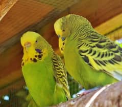 Budgies special trained tame parrots