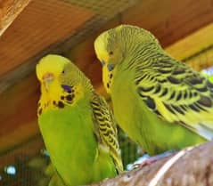 Budgies