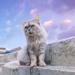 Pure Persian Yellow Eyez Friendly Fe-male Cat, Vaccinated ,Age 1 year