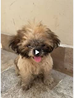 Shih Tzu Pair available 2 months age.