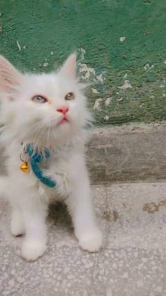 Female kitten urgent forsale Reasonable price