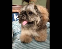 Show class Shihtzu for sale