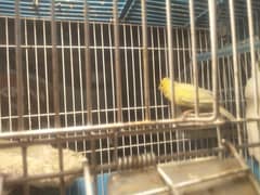 canary femil breeder femail