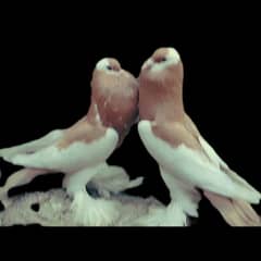 pigeon / کبوتر / pair / kabotar / pigen / sale