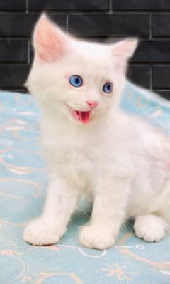 Punch face Persian  full blue eyes triple cot