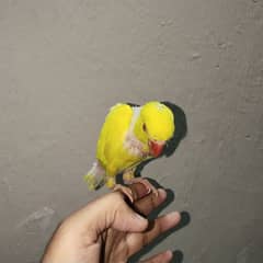 yellow Ringneck Chick