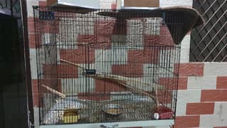 bird cage for sale