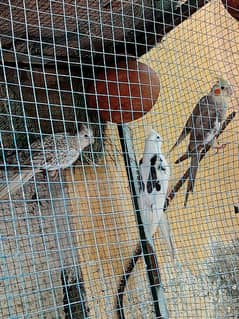 5 Cockatiel Parrots ( breeder )