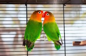 green fisher lovebird