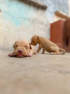 Pitbull Puppies sale k liyeh mojood hen