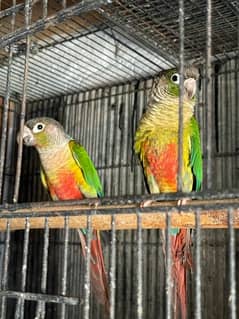 yellow sided conure