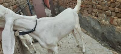 Bakri