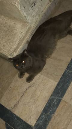 male Persian cat 2 years old