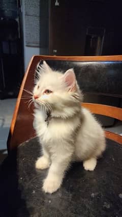 Persian White Fawn kitten