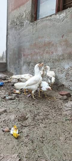 heera chicks and heera female and mianwli chicks for sale