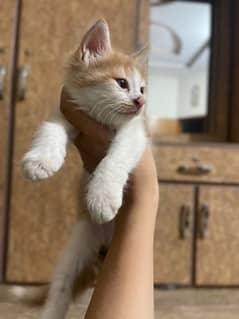 Male person kitten