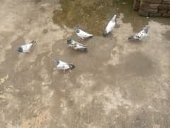 Pigeons For sale