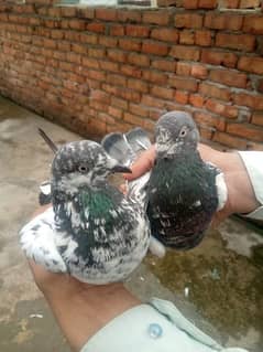 Pigeons For sale