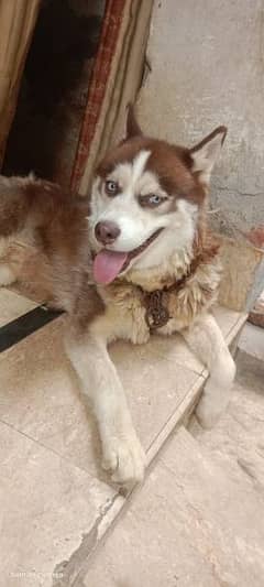 Siberian husky available for sale