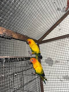 SUN CONURE BREEDER PAIR WITH DNA AND BOX