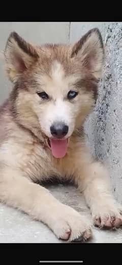 siberian