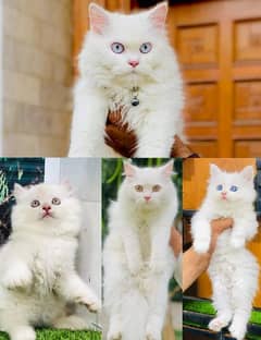 Persian Punch face triple coat cat Kitten