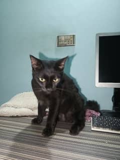 Persian black cat