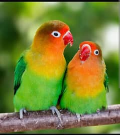 love birds breder pair