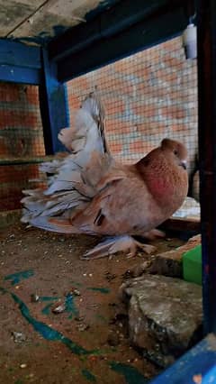 1 Young Top Indian Fantail Breeder Pair For Sale For Sale