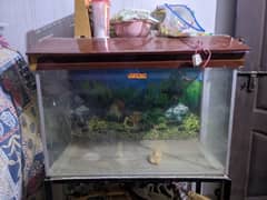 Fish aquarium