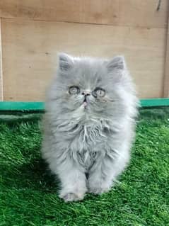 Persian kittens and cats available Whatsapp Number 03018041623