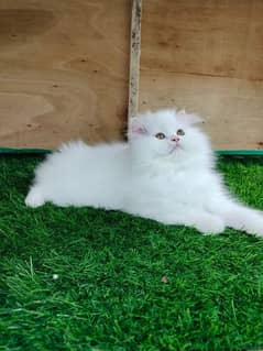 Persian kittens and cats available Whatsapp Number 03018041623