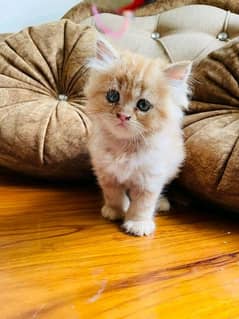 Persian kittens and cats available Whatsapp Number 03018041623