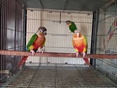 extream high red conure pair parrots