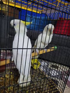 Medium Sulphur Cockatoo & Goffin Cockatoo