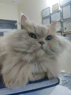 Persian male cat for sale