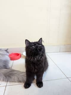 punch face triple coat pure Persian