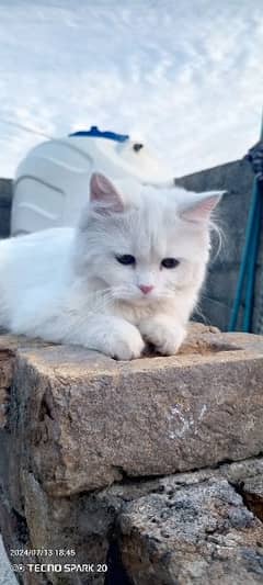 white cat