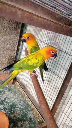 Sunconure pair