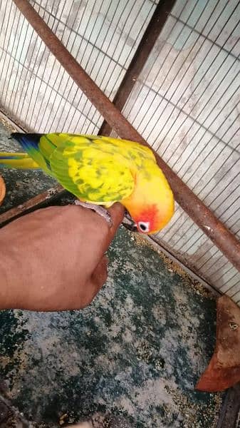 Sunconure pair 1