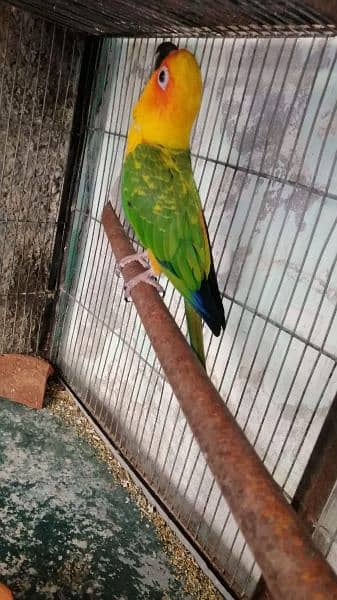 Sunconure pair 2