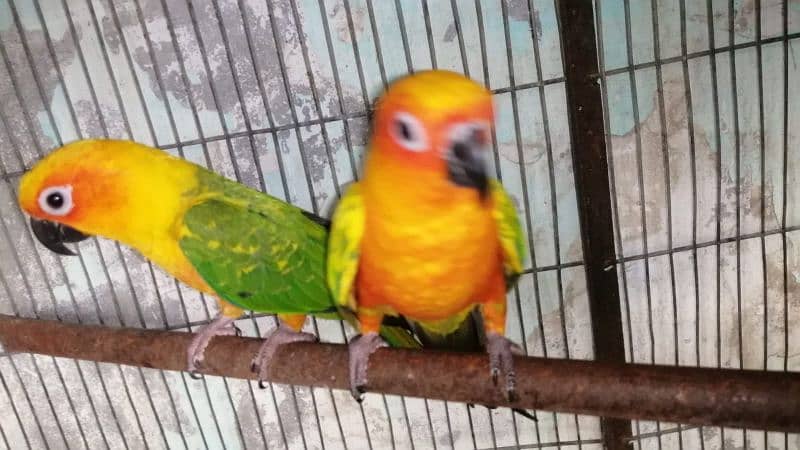 Sunconure pair 3