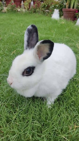 English angora rabbit female breeder 4