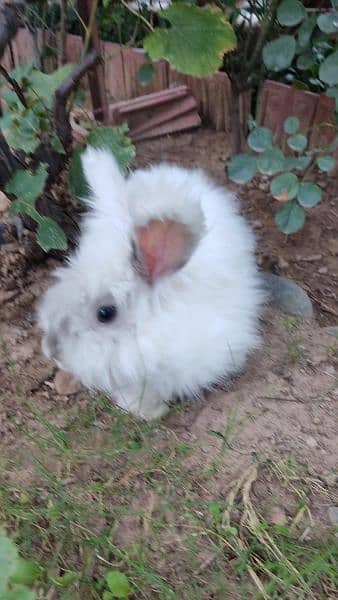 English angora rabbit female breeder 6