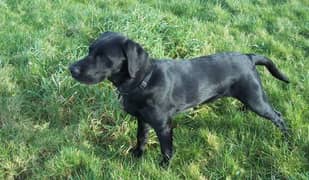 Labrador Male Pup