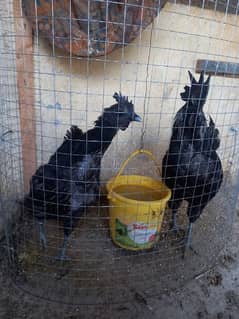 pure ayaam cemani eggs.